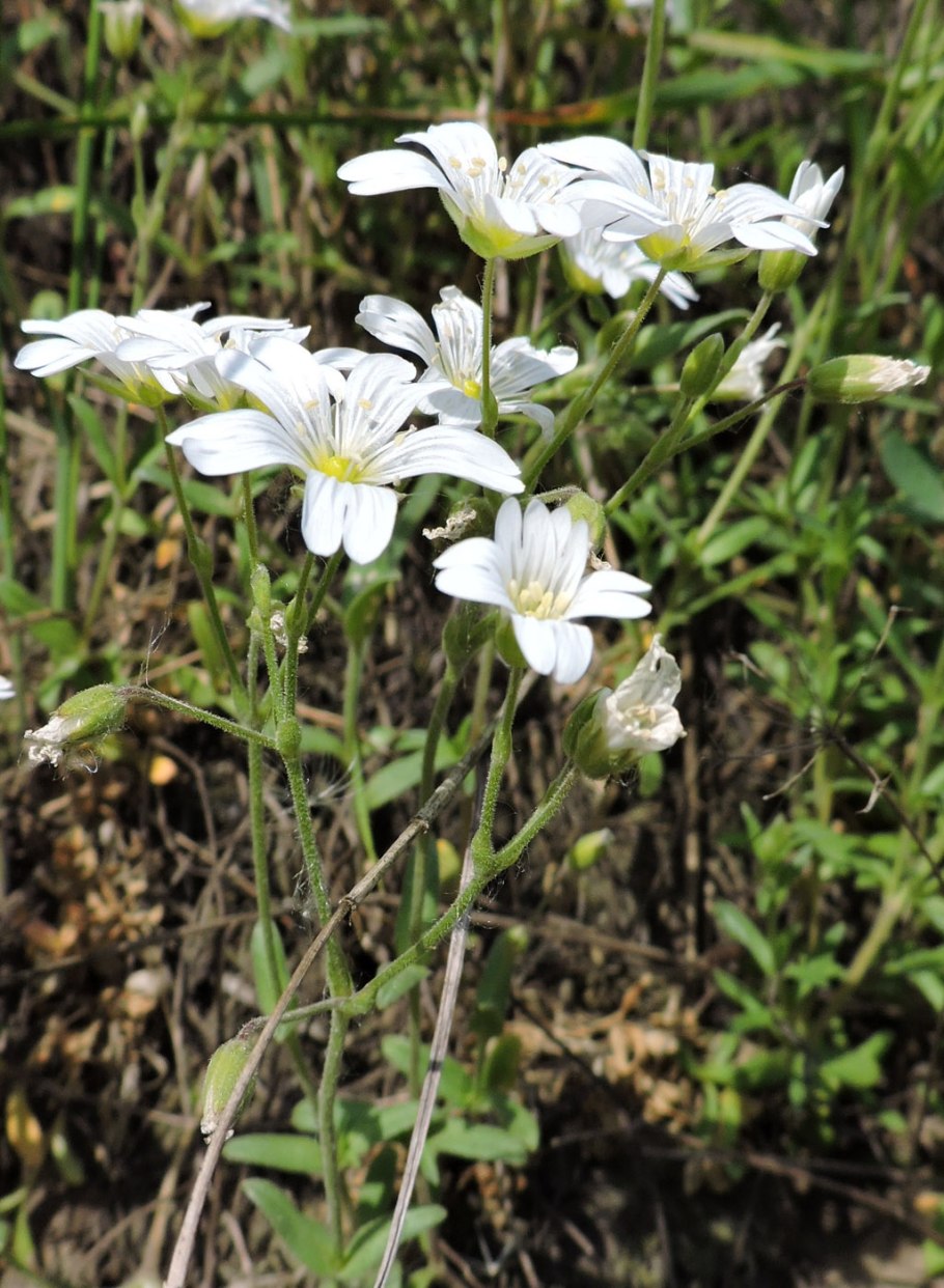 Ясколка полевая (cerastium arvense)