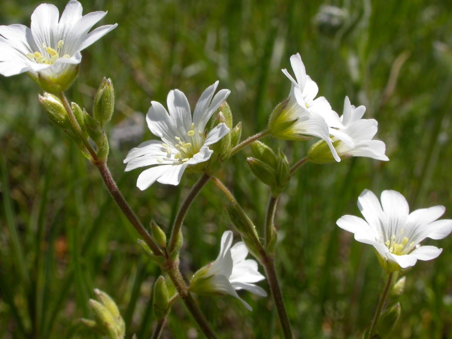 Ясколка Полевая (Cerastium arvense)