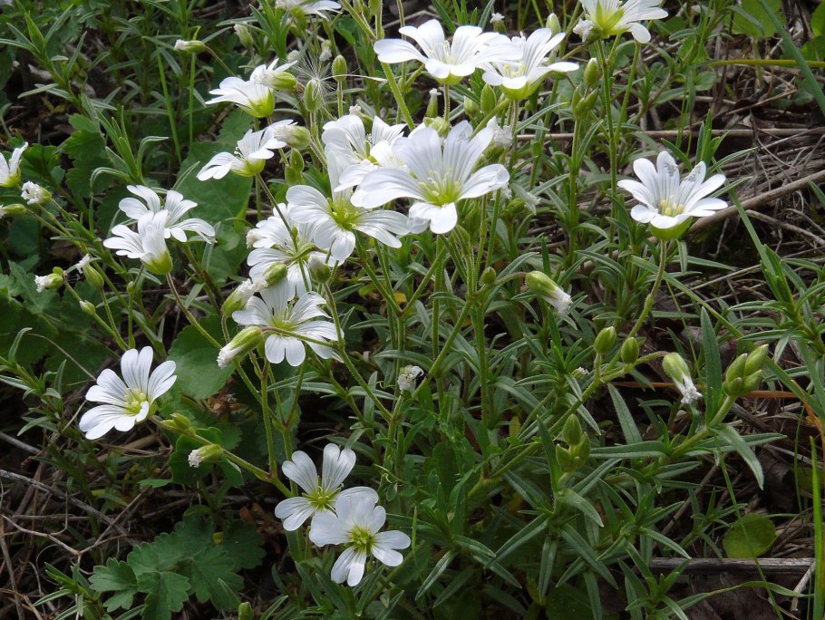 Ясколка Полевая