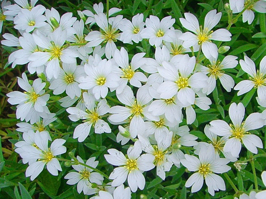 Ясколка шерстистая