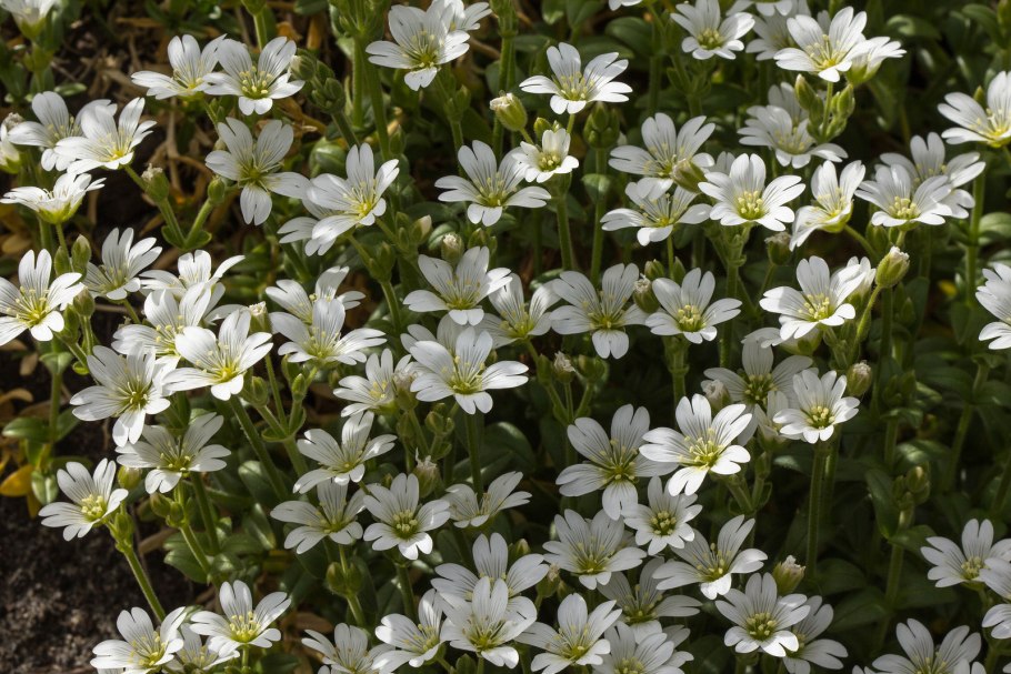 Ясколка Алеутская