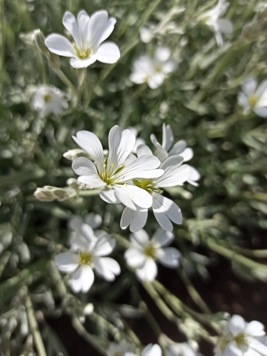 Ясколка биберштейна