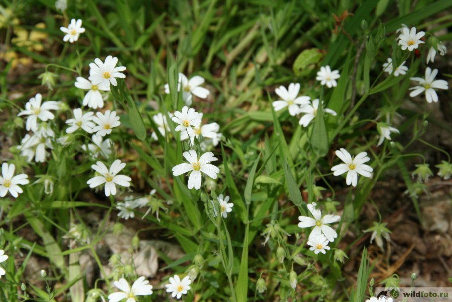Stellaria holostea