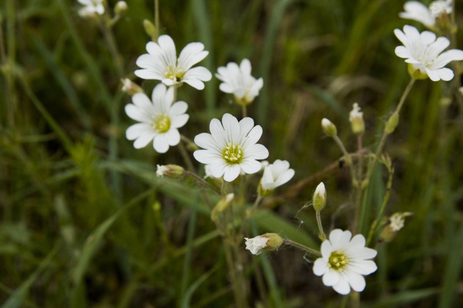Ясколка Полевая (Cerastium arvense)