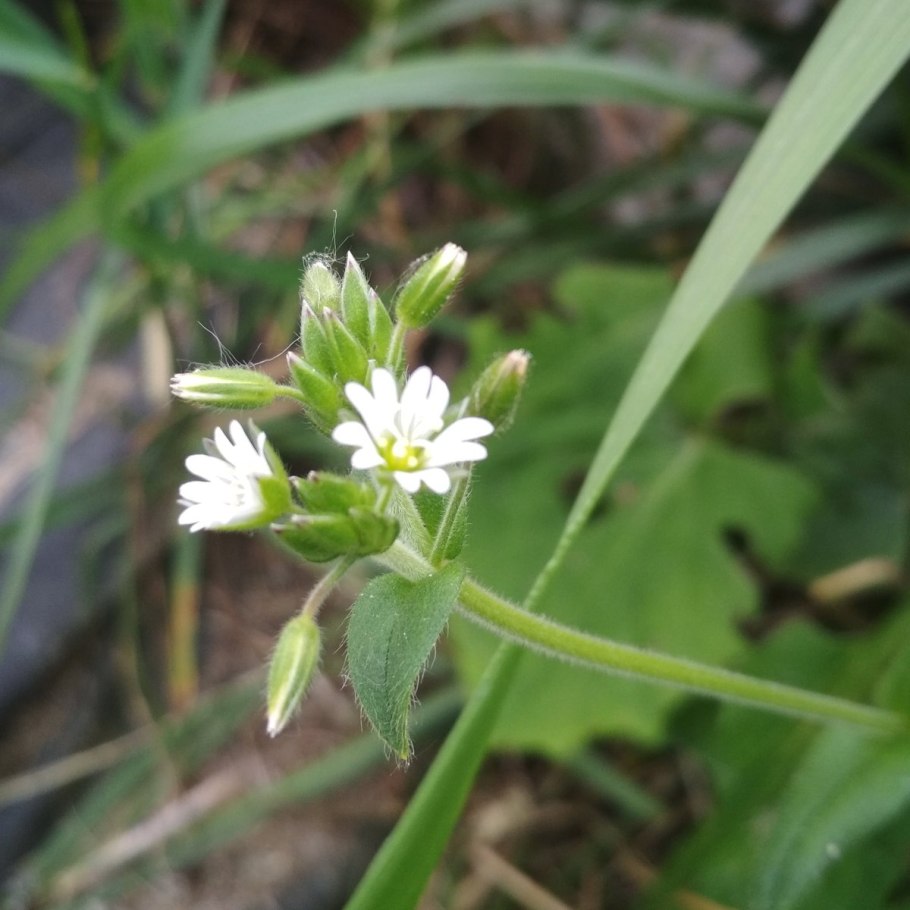 Ясколка Биберштейна