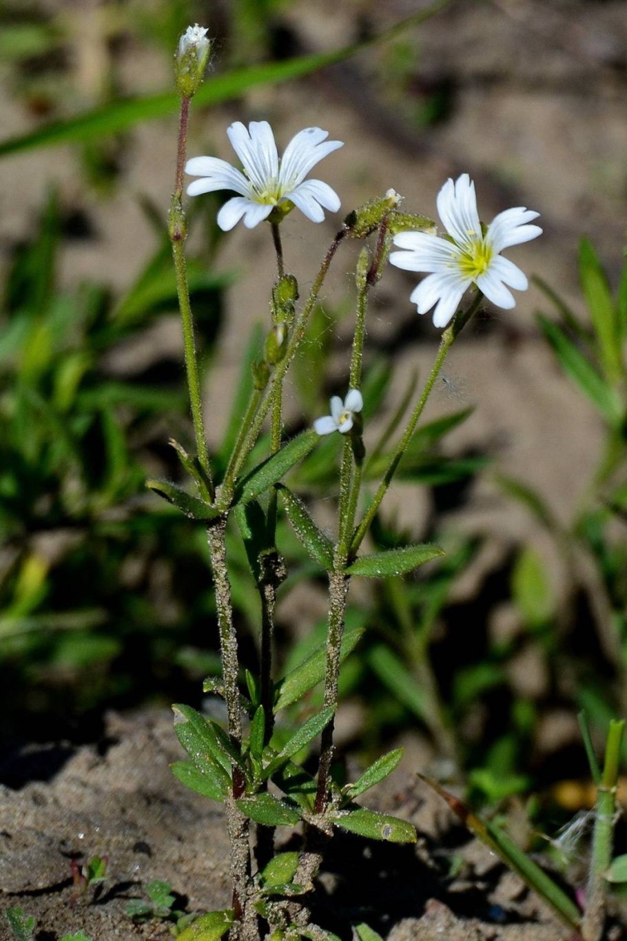 Ясколка Альпийская