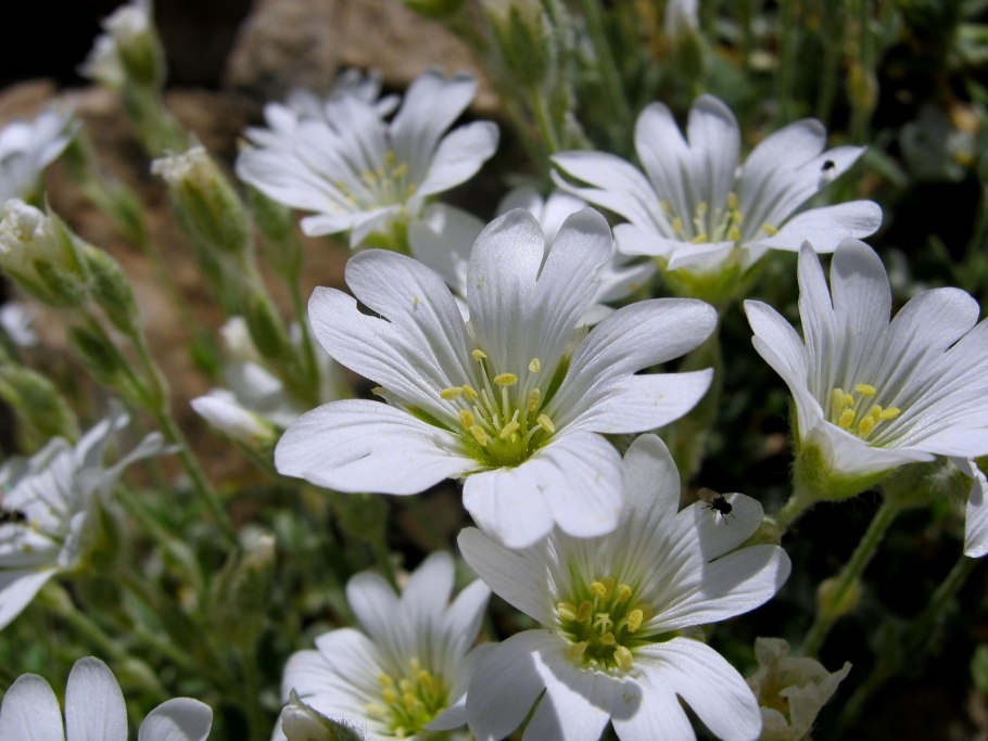 Cerastium alpinum