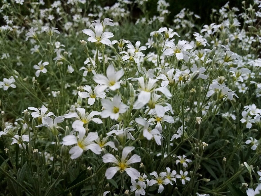 Ясколка Хрустальный водопад