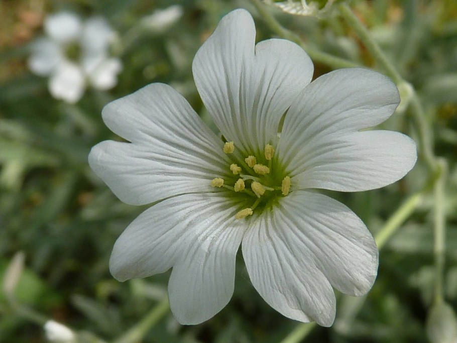 Cerastium biebersteinii