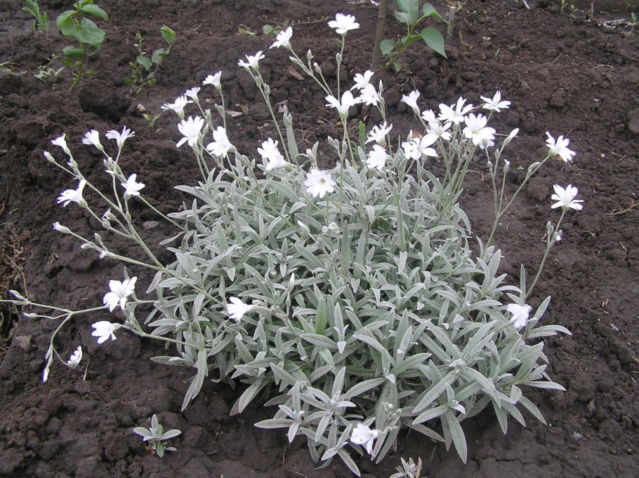Ясколка биберштейна cerastium biebersteinii