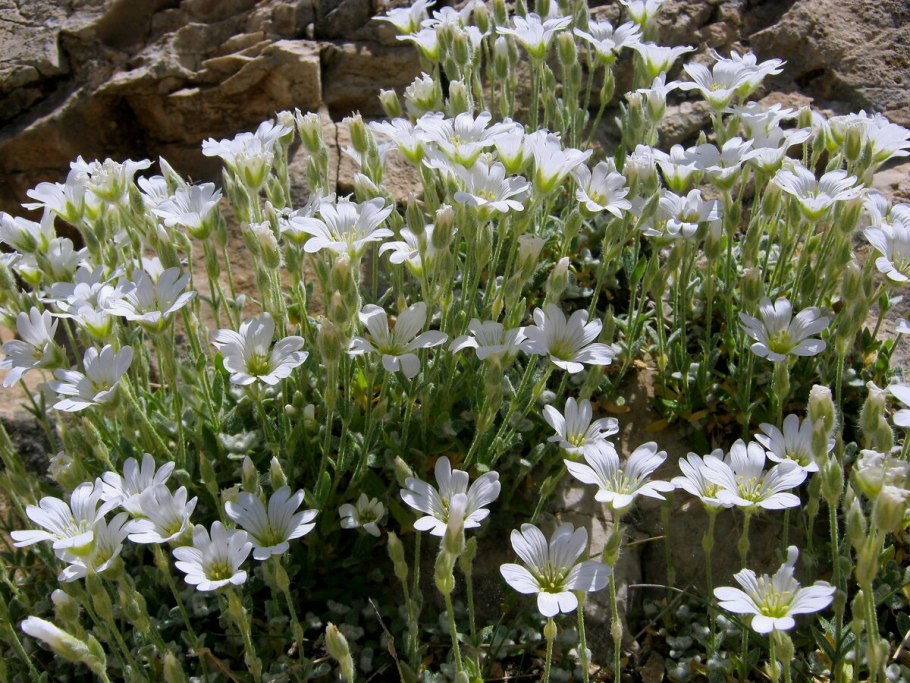 Ясколка Биберштейна Виктория