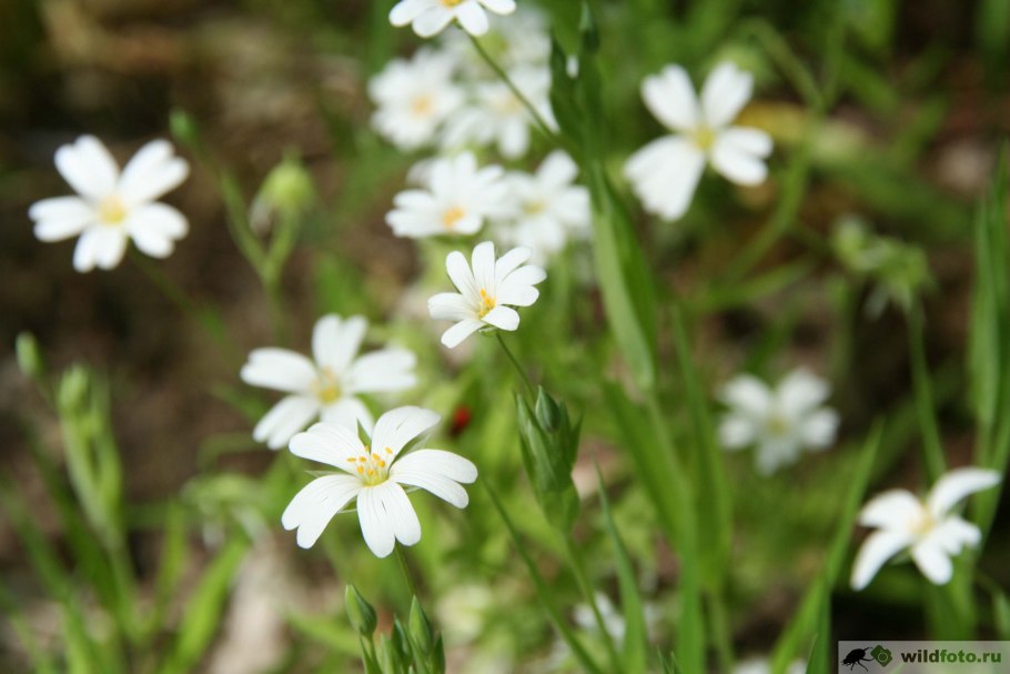 Ясколка костенцовая