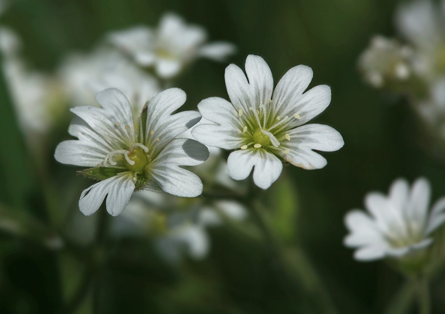 Cerastium arvense