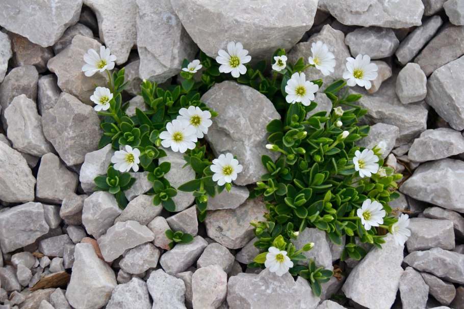 Ясколка Полевая (Cerastium arvense)