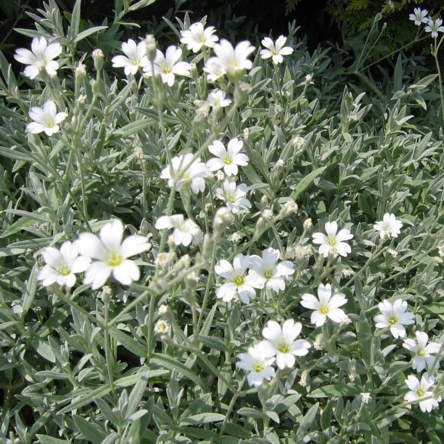 Cerastium tomentosum