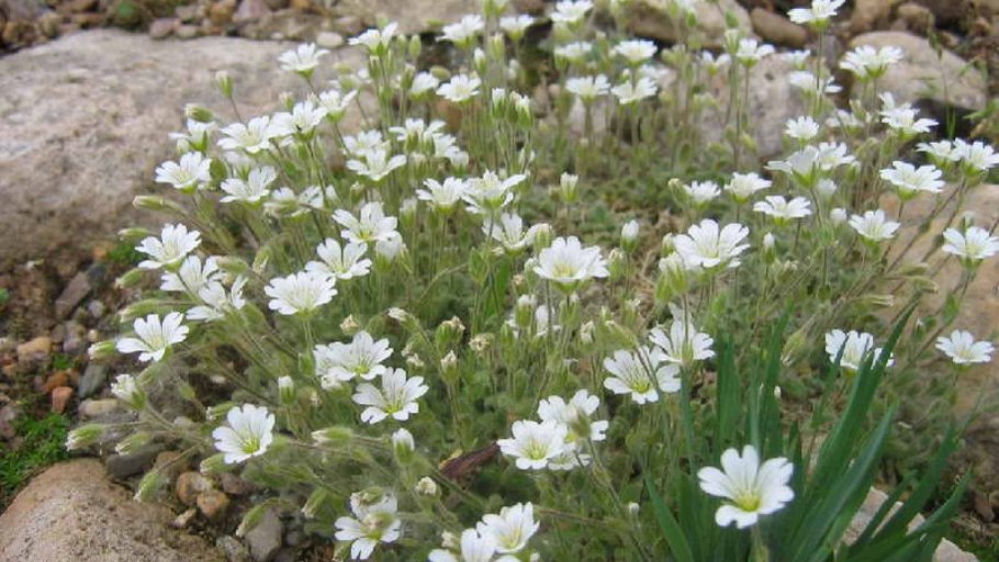 Ясколка Альпийская