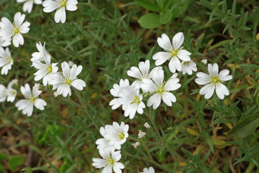 Ясколка Cerastium tomentosum