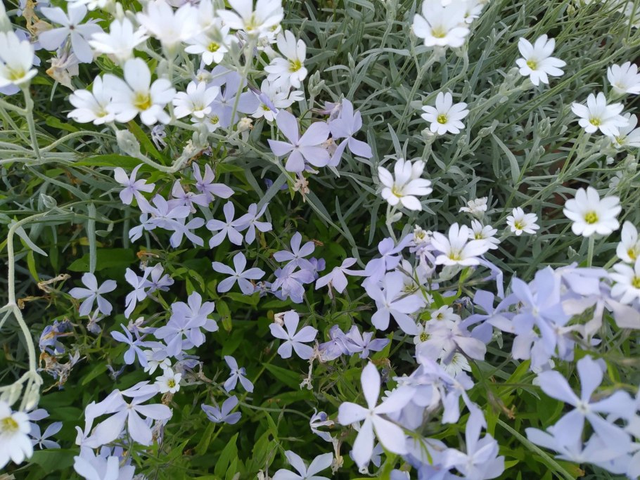 Ясколка дернистая