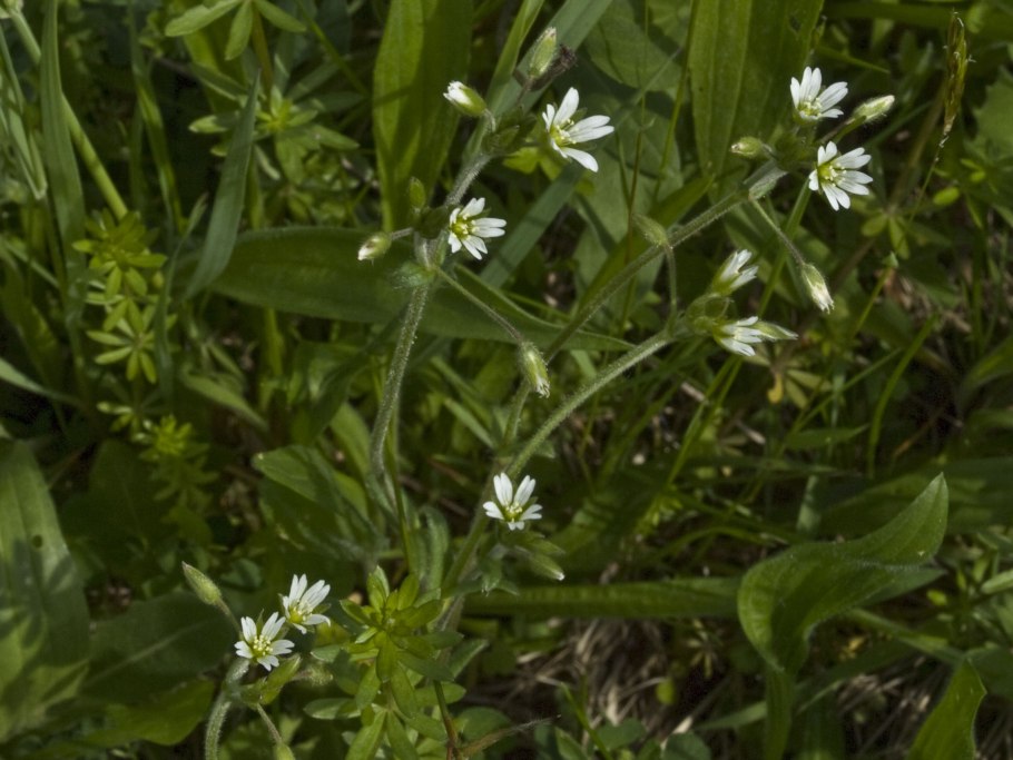 Cerastium fontanum
