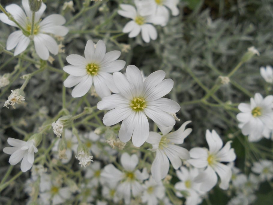 Цветы ясколка снежный ковер