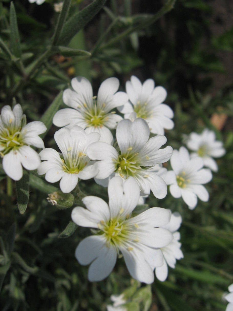 Ясколка войлочная биберштейна