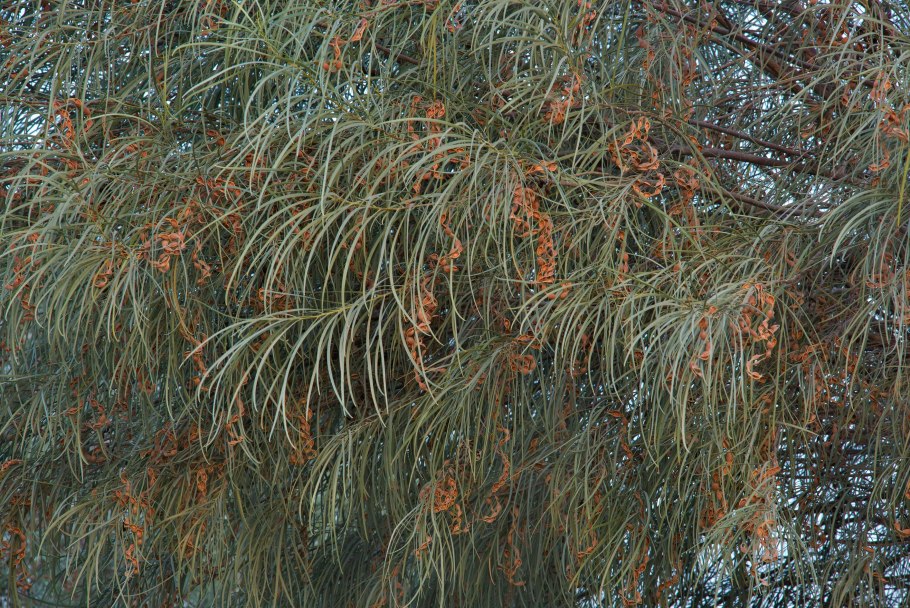 Acacia podalyriifolia