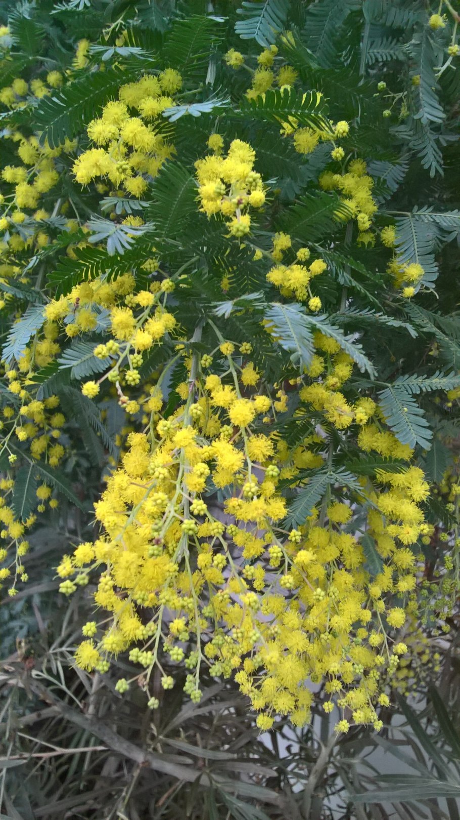 Акация бейли