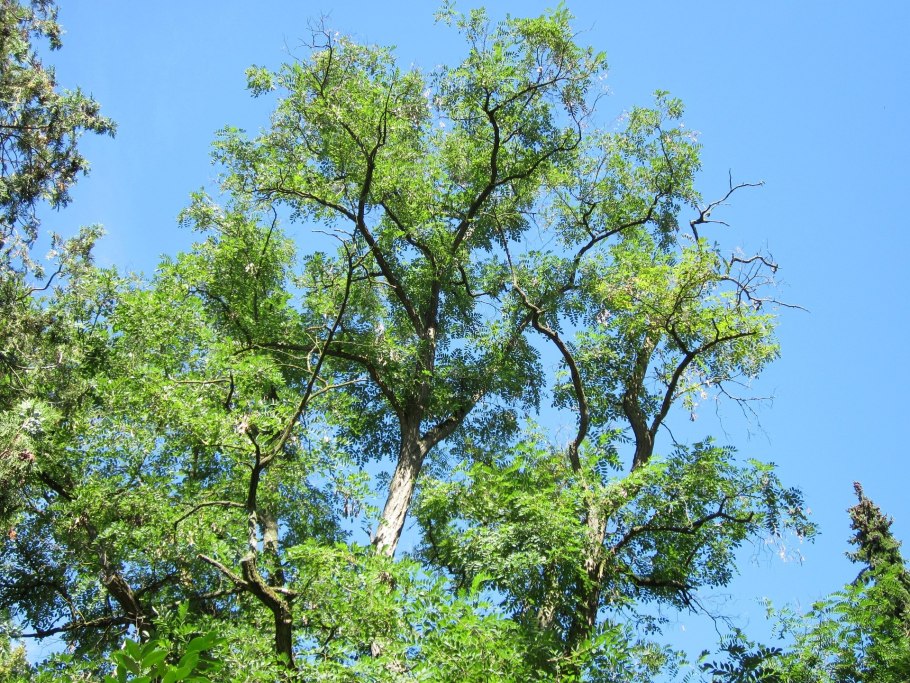 Acacia Alpina