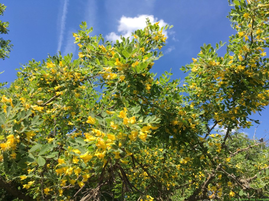 Eriosynaphe longifolia Предкавказье