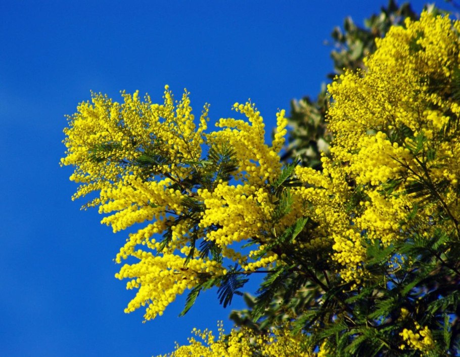 Тополь дрожащий Пендула