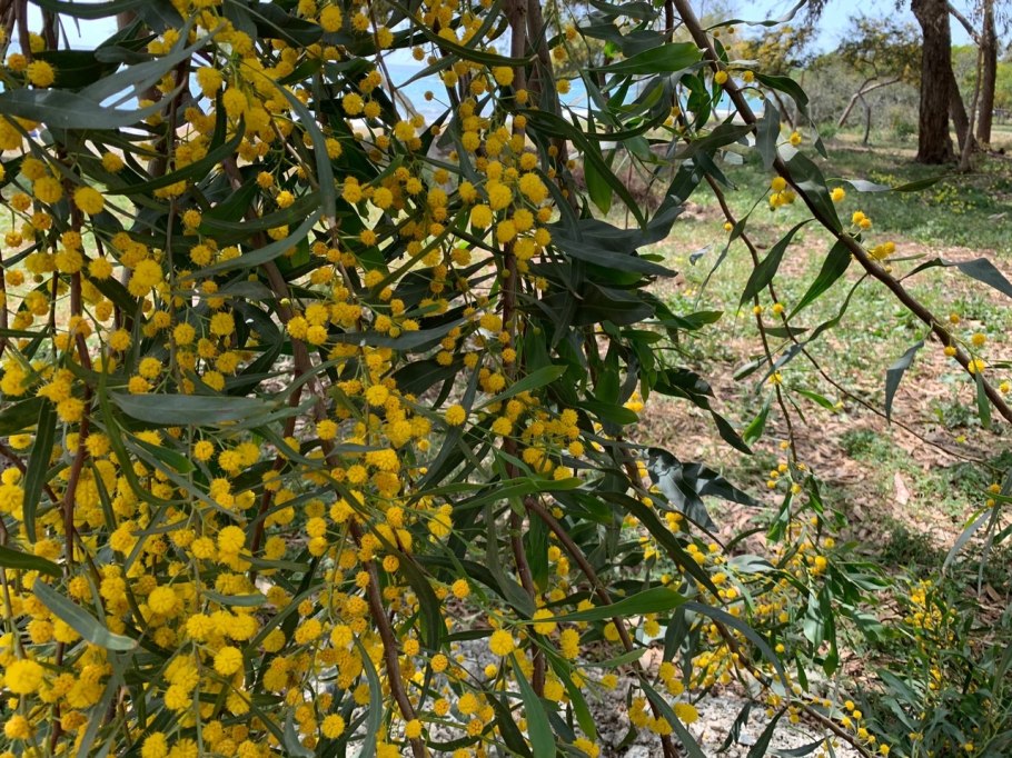 Акация Пендула