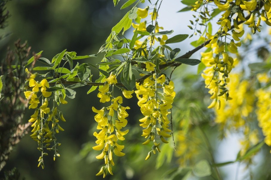 Acacia phlebophylla