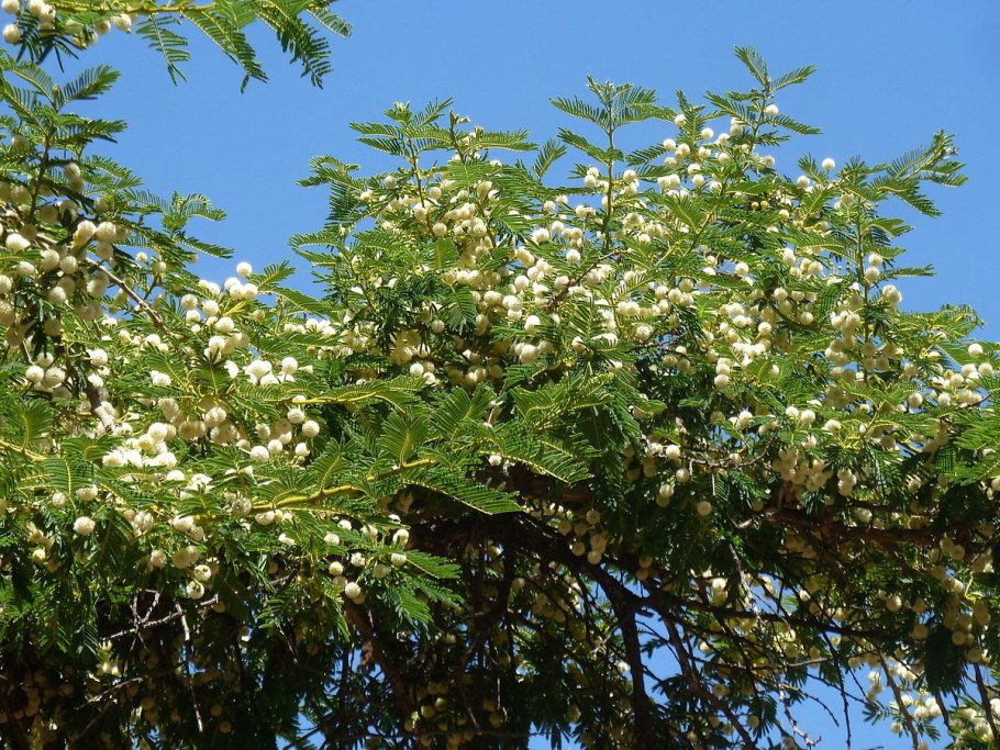 Acacia sieberiana