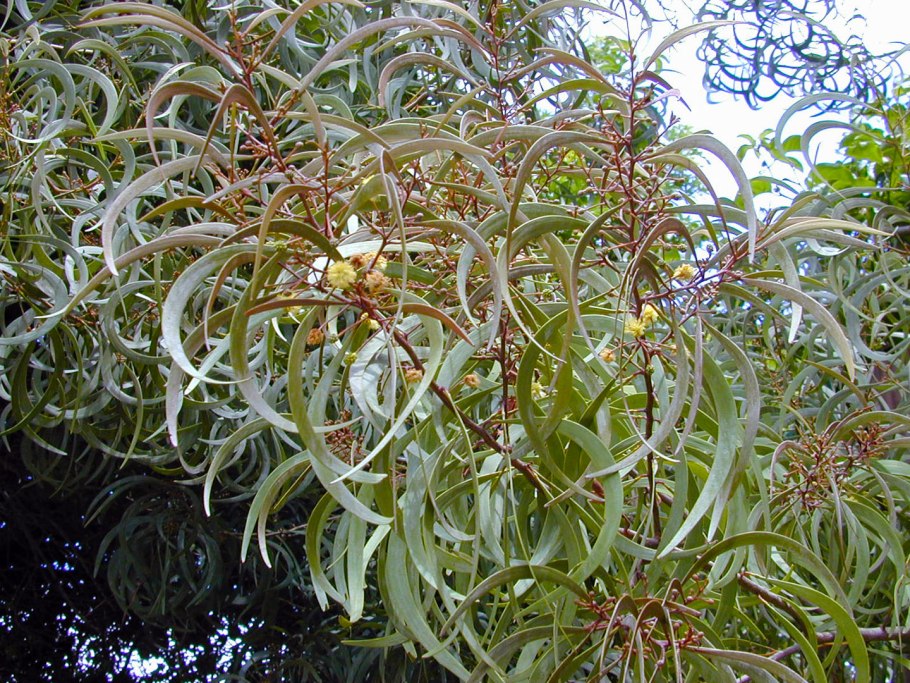 Acacia koaia