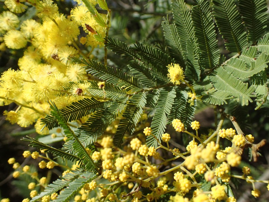 Acacia filicifolia