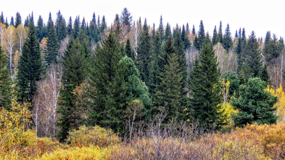 Растения тайги