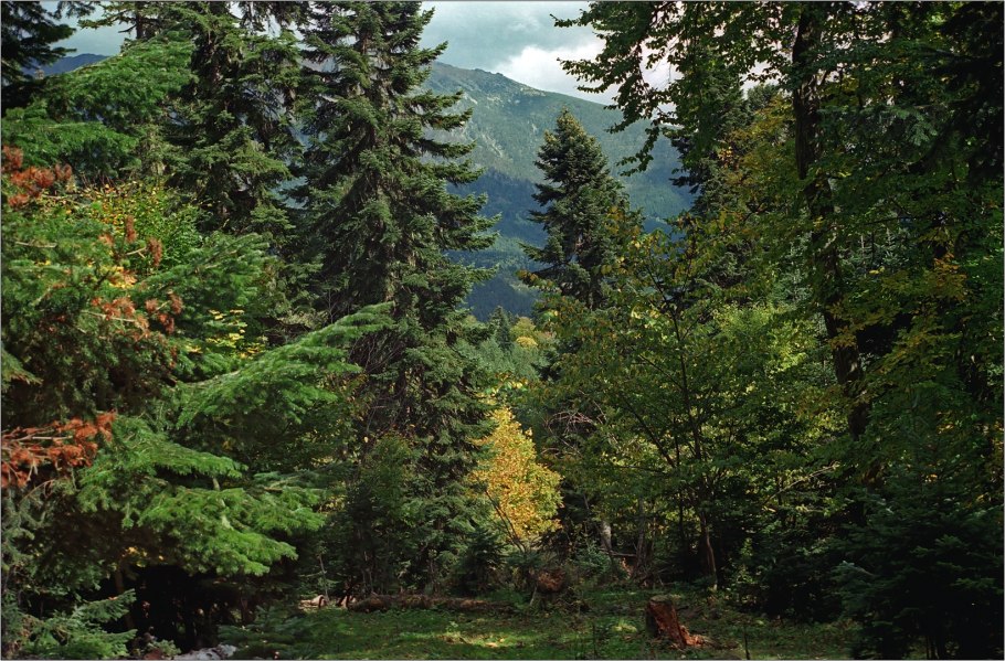 Флора тайги Северной Америки