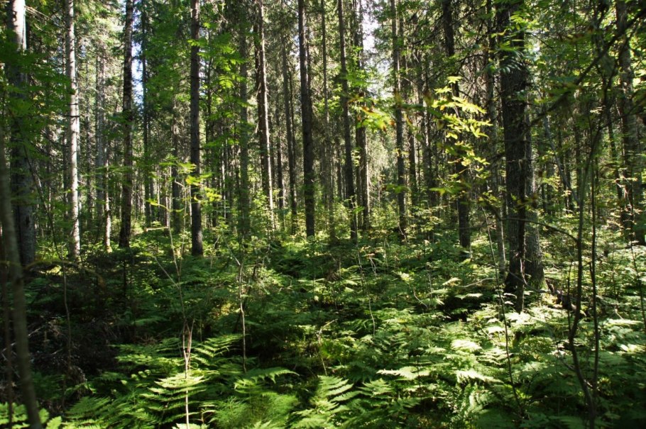 Елово пихтовый лес