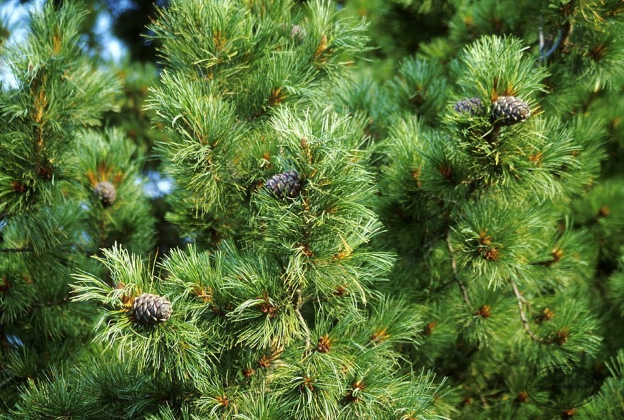 Кедр сибирский pinus sibirica