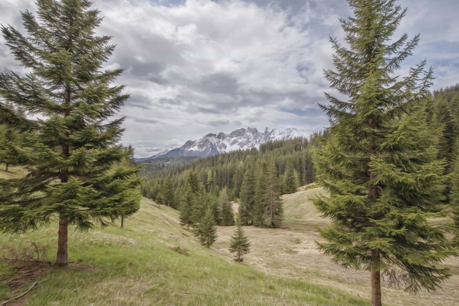 Флора Уссурийской тайги