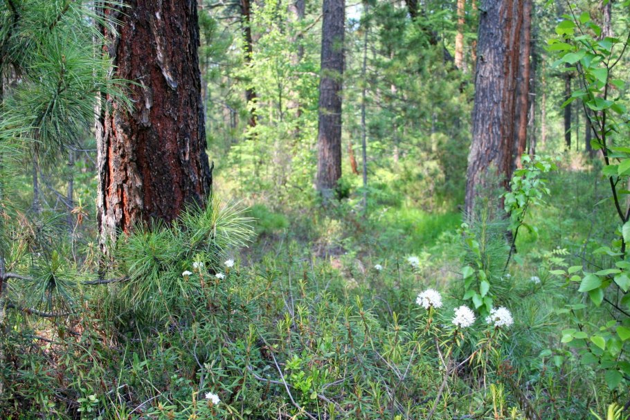 Растения тайги