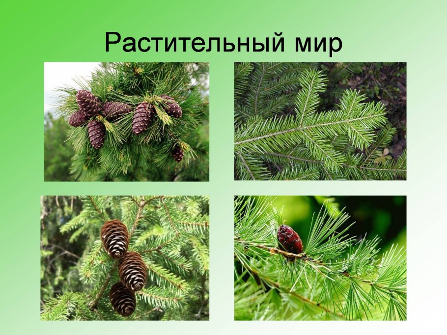 Растительный мир тайги