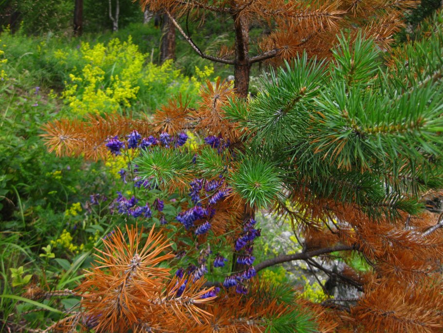 Уссурийский заповедник флора