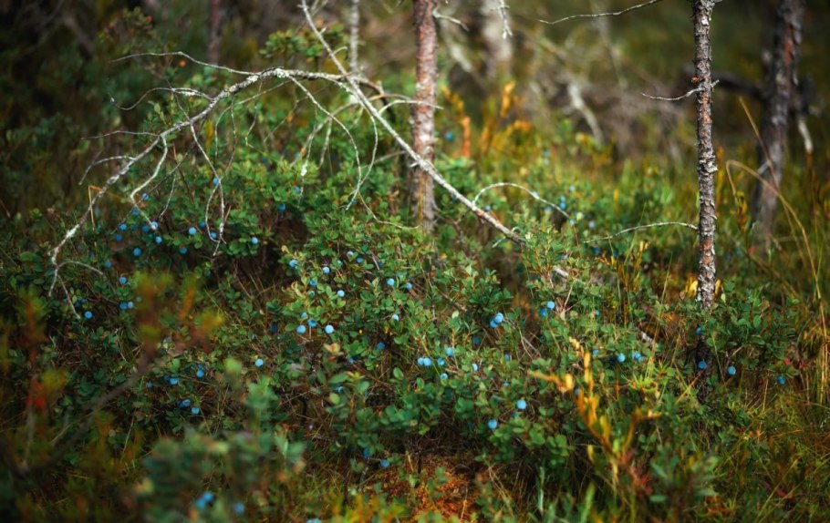 Голубика на болоте