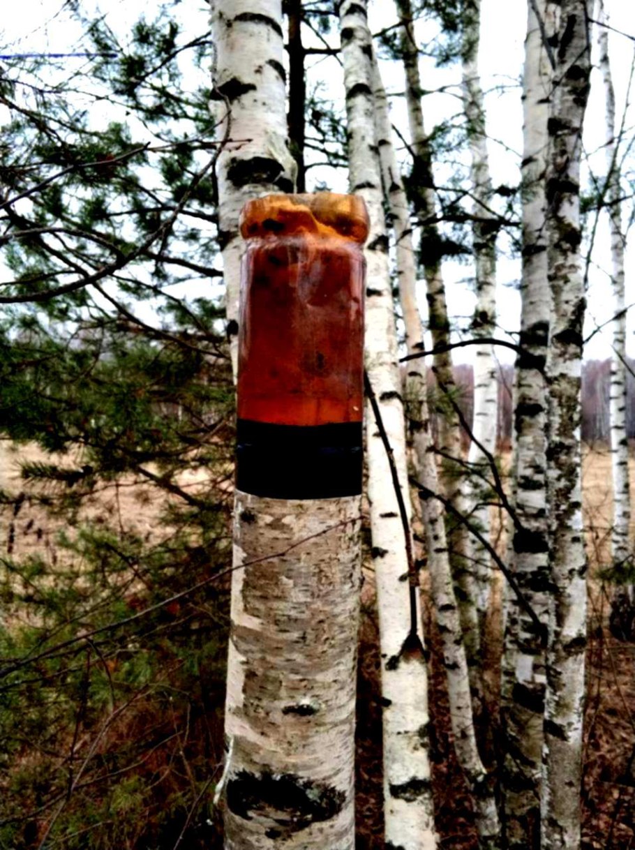 Космическая береза