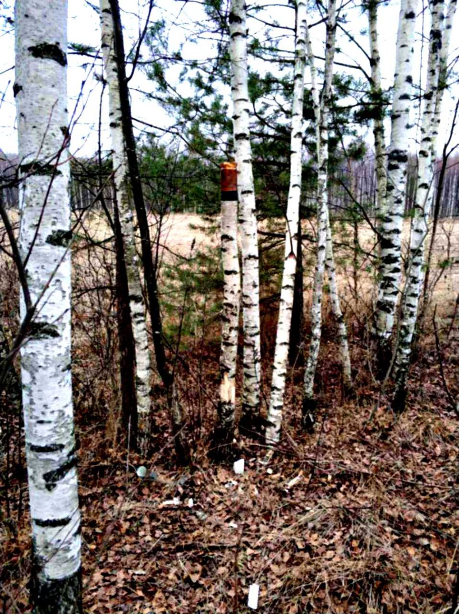 Берёза довольно быстрорастущее