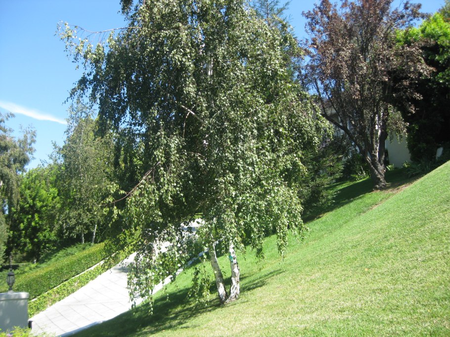 Ветки плакучей березы