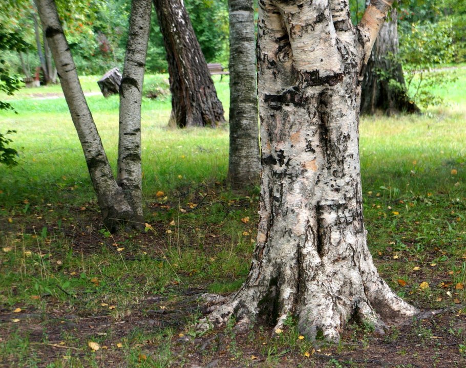 Береза повислая (бородавчатая) – Betula pendula