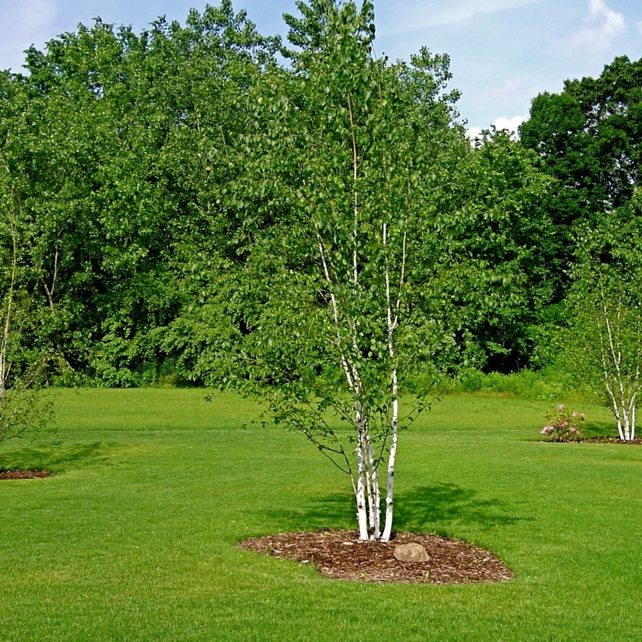 Береза обыкновенная (Betula Alba)