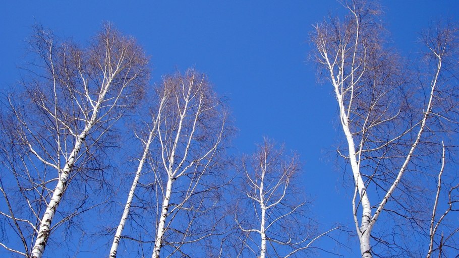 Береза на горе